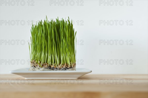 Growing grass.