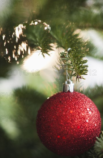 Christmas bauble on tree.