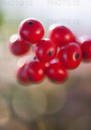 Close-up of holly berries, studio shot.