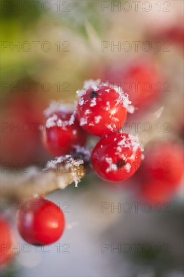 Close-up of holly berries, studio shot.