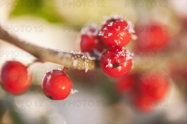 Close-up of holly berries, studio shot.