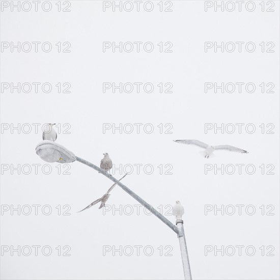 USA, New York State, Rockaway Beach, seagulls perching on street lamp. Photo : Jamie Grill Photography