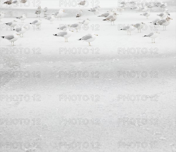 USA, New York State, Rockaway Beach, seagull on beach in winter. Photo : Jamie Grill Photography