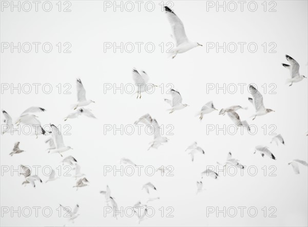 USA, New York State, Rockaway Beach, seagulls in flight. Photo : Jamie Grill Photography