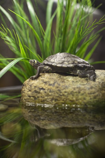 USA, New York State, New York City, Brooklyn, turtle in aquarium. Photo : Johannes Kroemer