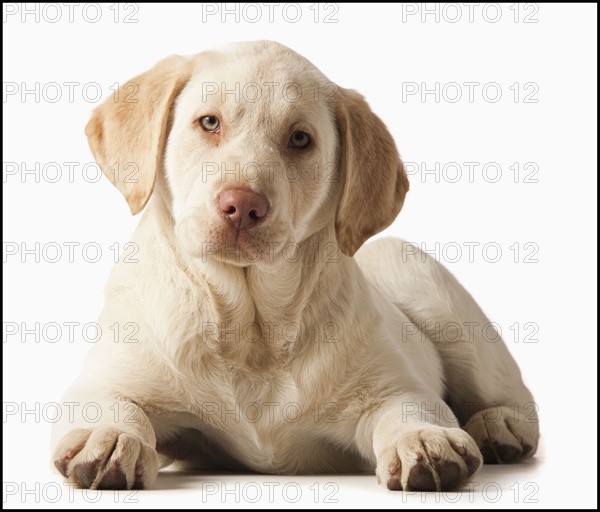 Studio portrait of Yellow Labrador Retriever. Photo : Mike Kemp