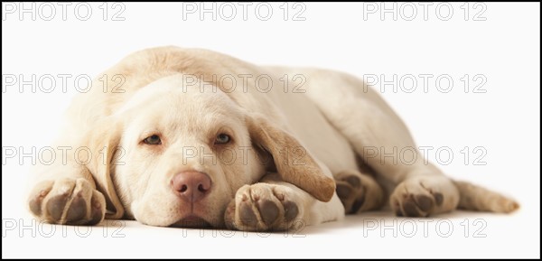 Studio portrait of Yellow Labrador Retriever. Photo : Mike Kemp