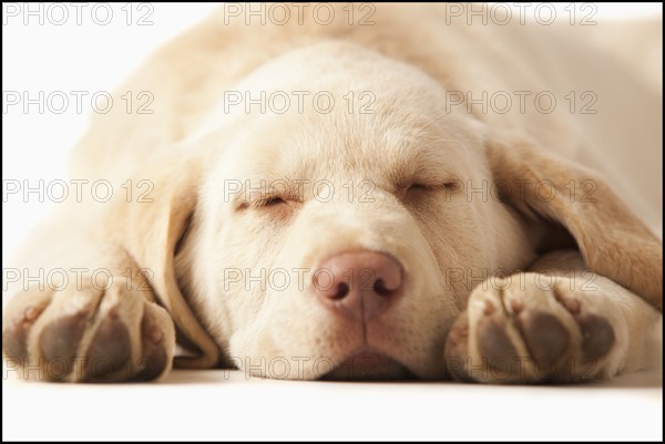 Studio portrait of Yellow Labrador Retriever. Photo : Mike Kemp