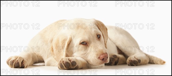 Studio portrait of Yellow Labrador Retriever. Photo : Mike Kemp