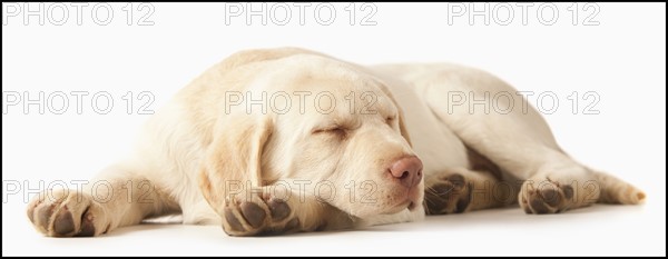 Studio portrait of Yellow Labrador Retriever. Photo : Mike Kemp