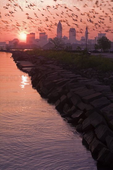 USA, Ohio, Cleveland, Flock of birds flying in city. Photo : Henryk Sadura