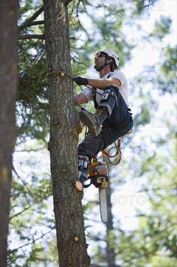 USA, Montana, Lakeside, lumberjack clambering tree. Photo : Noah Clayton