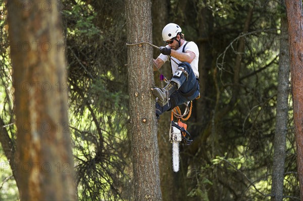 USA, Montana, Lakeside, lumberjack clambering tree. Photo : Noah Clayton