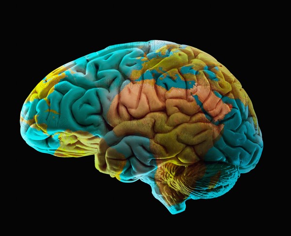 Composition of human brain model and world map. Photo : Mike Kemp