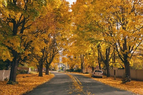 USA, Oregon, Salem, treelined autumn lane. Photo : Gary Weathers