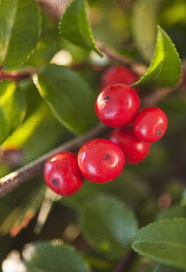 Close-up of holly berries, studio shot.