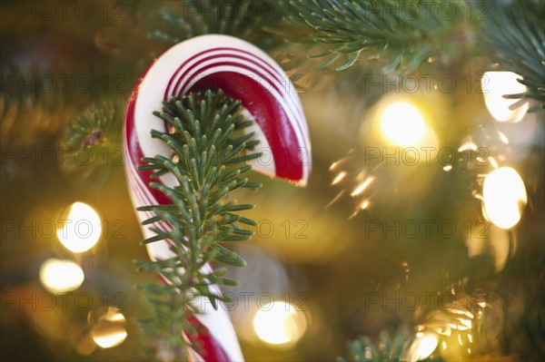 Close-up of candy cane hanging on christmas tree, studio shot.