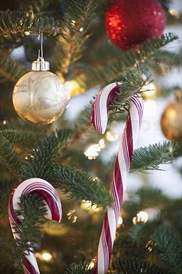 Close-up of candy cane hanging on christmas tree, studio shot.