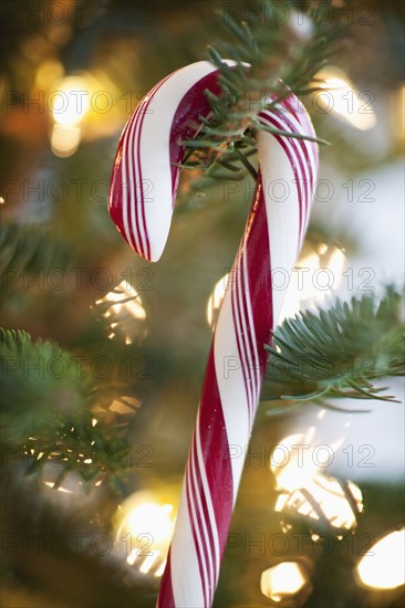 Close-up of candy cane hanging on christmas tree, studio shot.