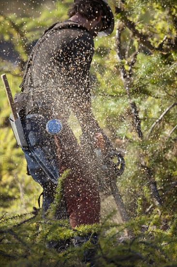 USA, Montana, Lakeside, lumberjack felling tree. Photo : Noah Clayton