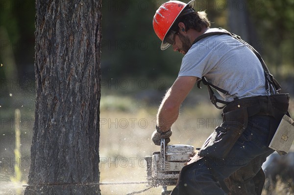 USA, Montana, Lakeside, lumberjack felling tree. Photo : Noah Clayton