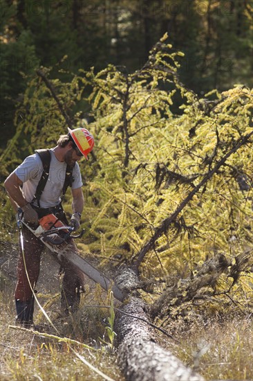 USA, Montana, Lakeside, lumberjack felling tree. Photo : Noah Clayton