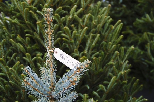 USA, New York State, New York City, Christmas trees for sale.