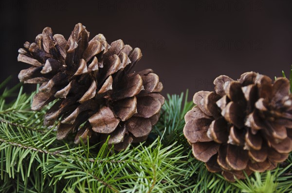 Close-up of pine cone.