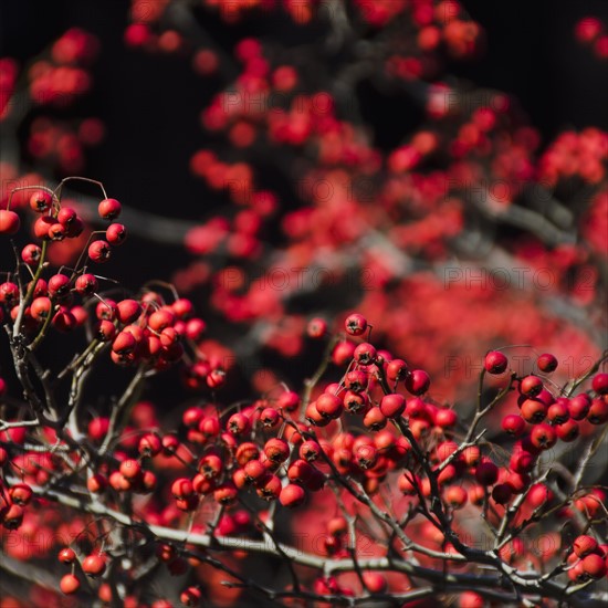 Rowan fruits.