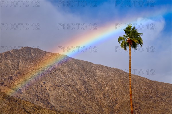 USA, California, Palm Springs, rainbow over palm tree. Photo : Gary Weathers