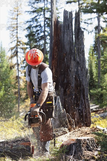 USA, Montana, Lakeside, lumberjack felling tree. Photo : Noah Clayton