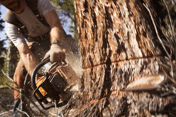 USA, Montana, Lakeside, lumberjack felling tree. Photo : Noah Clayton