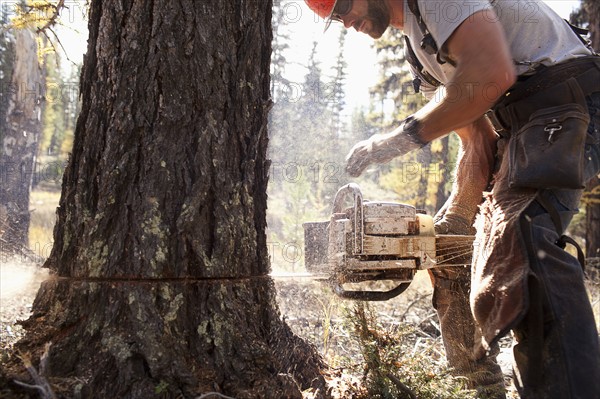 USA, Montana, Lakeside, lumberjack felling tree. Photo : Noah Clayton