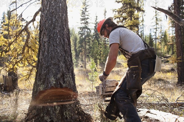 USA, Montana, Lakeside, lumberjack felling tree. Photo : Noah Clayton