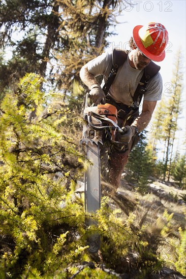 USA, Montana, Lakeside, lumberjack felling tree. Photo : Noah Clayton