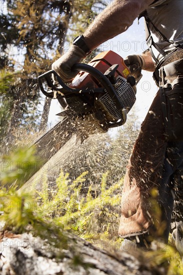 USA, Montana, Lakeside, lumberjack felling tree. Photo : Noah Clayton