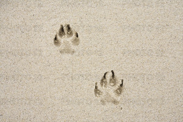 Dog's track on sand. Photo : Chris Hackett