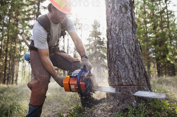 USA, Montana, Lakeside, lumberjack felling tree. Photo : Noah Clayton