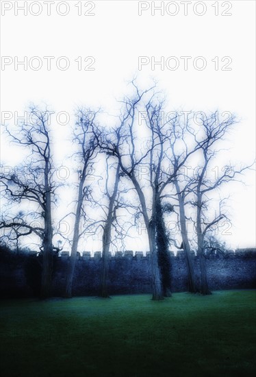 United Kingdom, Bristol, Trees by castle wall.