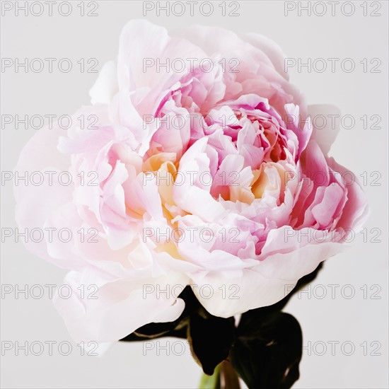 Peony flower in bloom. Photo : Joe Clark