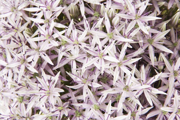 Onion flower in bloom. Photo : Joe Clark