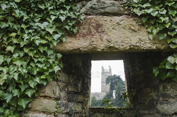 United Kingdom, Bristol, old ruin overgrown with ivy.