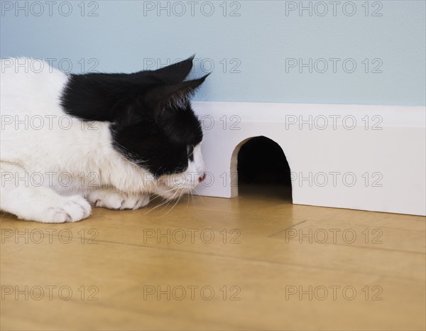 Cat waiting by mouse hole. Photo : Daniel Grill