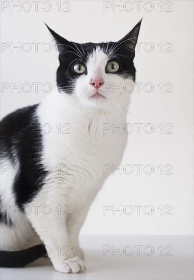 Studio shot of black and white cat. Photo : Daniel Grill