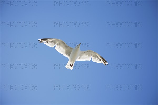 seagull in flight