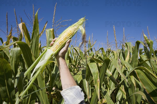 USA, New Jersey, woman's hand holding corn on field. Photo : Chris Hackett
