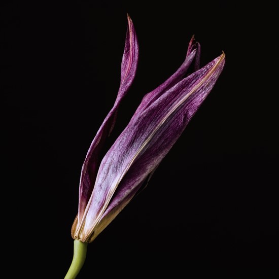 Dead purple lily. Photo : Joe Clark