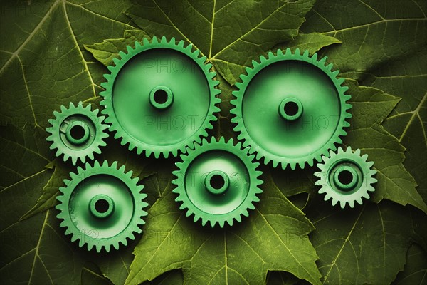 Green cogs connecting on leaves. Photo : Joe Clark