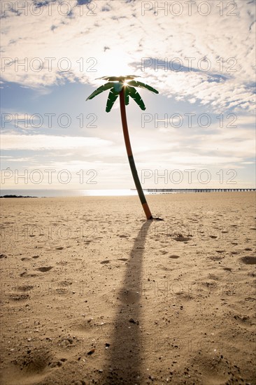 USA, New York City, Coney Island, palm tree on beach. Photo : Shawn O'Connor