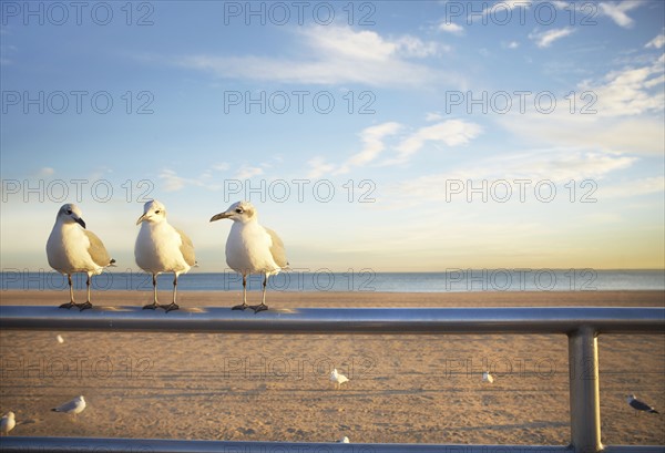 USA, New York City, Coney Island, three seagulls perched on railing. Photo : Shawn O'Connor